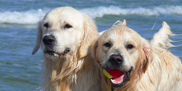 Spiagge attrezzate per cani